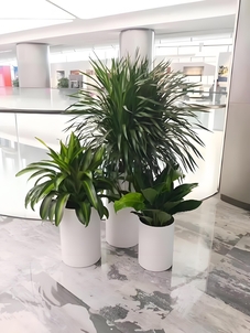 镇海绿化修剪服务好